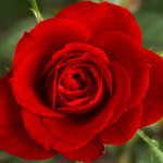 Source: http://en.wikipedia.org/wiki/File:Cropped_Small_Red_Rose.JPG